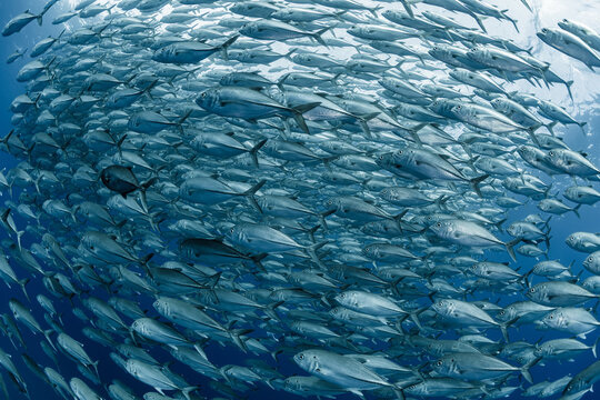 A school of Bigeye trevally