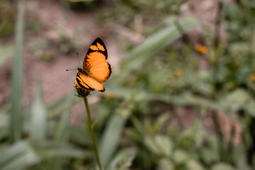 Black and orange butterfly