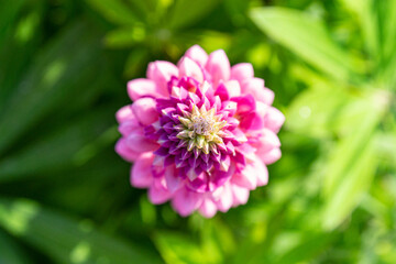 Spike of pink lupine flower on blurred green background. Top view