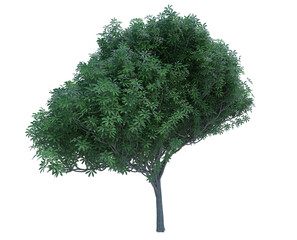 3d rendering Nature object tree isolated  white  background