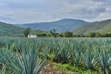Plantación de agave azul en el campo para hacer tequila concepto industria tequilera