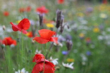 Fototapeta premium a red poppy in a field margin in the dutch countryside in summer closeup