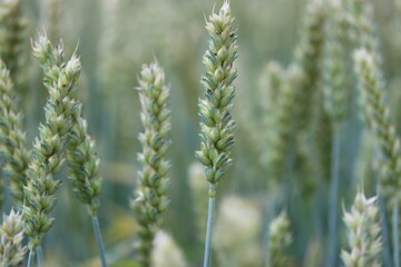 green wheat ears in a wheat field closeup in the countryside in springtime