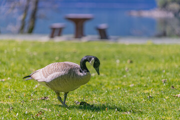 Canadian goose grazing for grass in the park in British Columbia.