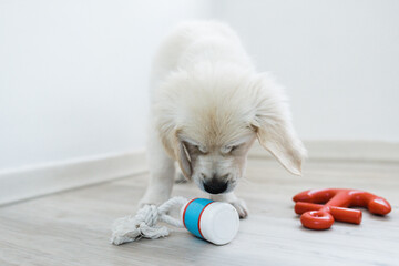 Golden retriever playing with nautical toys
