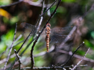 Red Saddlebags Dragonfly Clinging to a Twig