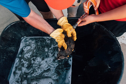 Dirty raccoon getting a bath in a wheelbarrow. 