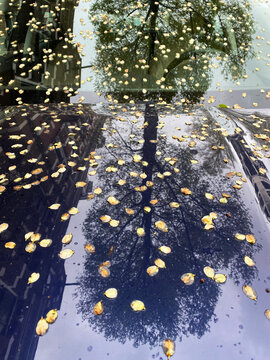 elm seeds on hood and windshield of car