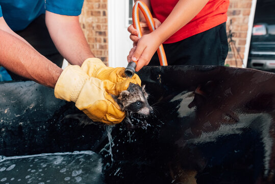Father and son giving a lost mammal a bath. 