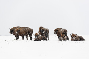 Wild European bisons on the field, snow covered, landscape panorama