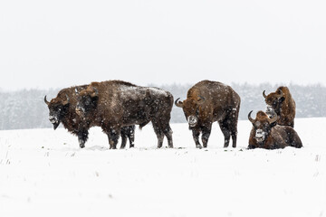 Wild European bisons on the field, snow covered, landscape panorama