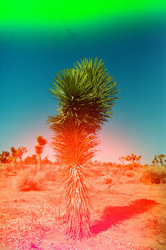 Double exposure Joshua tree on 35mm