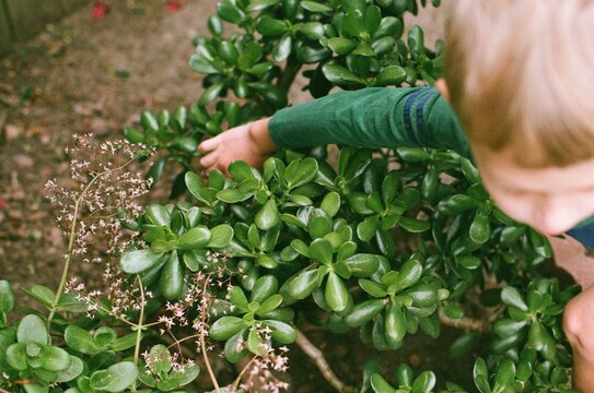 Young boy reaching into outdoor plant
