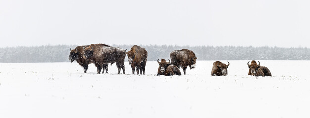 Wild European bisons on the field, snow covered, landscape panorama