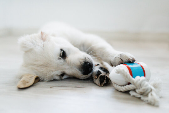 Golden retriever playing with nautical toys