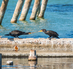 Two cormorants are pulling a stick. Two cormorants are playing on the dock.