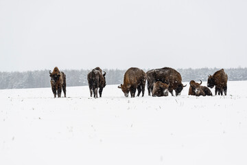Wild European bisons on the field, snow covered, landscape panorama