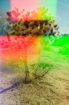 Colorful double exposure of Joshua tree 