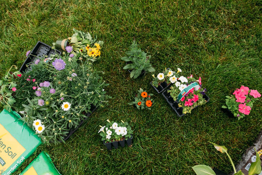 Potted plants and flowers on a green lawn. 