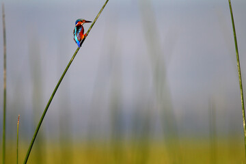 Martin Pecheur Huppé (corythornis cristata)