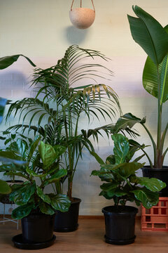 Large indoor plants