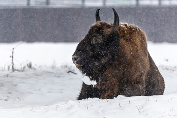 Bison inside Bialowieski National Park, ZOO park, European Bison Show Reserve