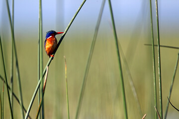 Martin Pecheur Huppé (corythornis cristata)