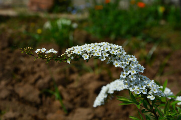flowers in the garden
