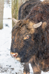 Zubron (a hybrid of bison and cattle) in a European Bison Show Reserve, ZOO