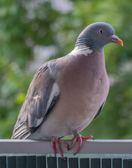 Gennevilliers, France - 07 04 2021: Close up shot of a wood pigeon on my balcony