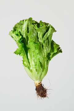 freshly collected romaine lettuce