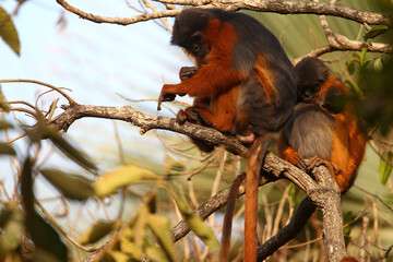 Colobe bai de guinee (procolobus badius)
