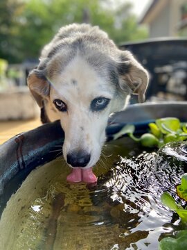 Blue eyed dog drinking water from fountain on sunny day.