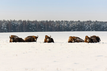 Wild European bisons on the field, snow covered, landscape panorama © hajdar