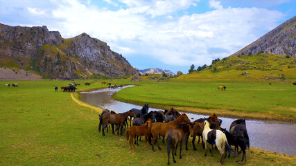 Horses graze by the river