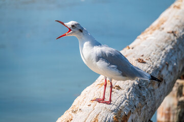 One seagull sits on a old sea pier. The European herring gull