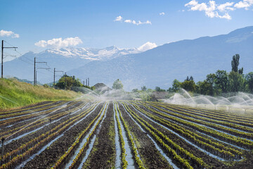 A nursery filed of grafting young baby grapevines while overhead sprinklers provide irrigation to its plants during spring season with mountain alps with sky in background, vineyard in Savoie, France  - obrazy, fototapety, plakaty