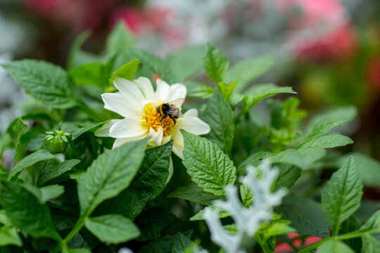 bee on a white flower i the feald