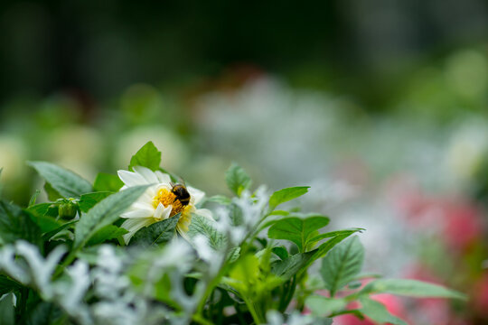bee on a white flower i the feald