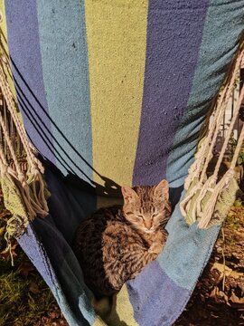 Kitten Sleeping on Hammock