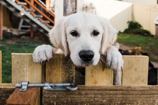 Golden retriever peeking over wooden fence