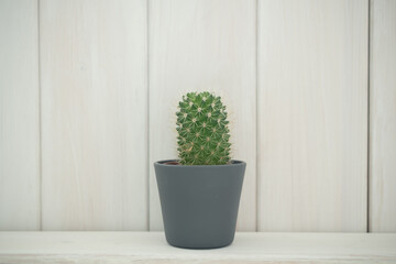 small cactus on a white background