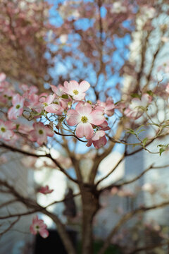 Dogwood Tree Blossoms
