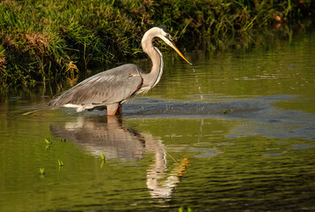 Great Blue Heron