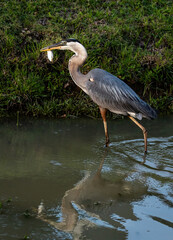 Great Blue Heron