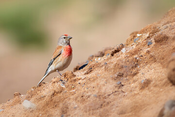 Cute little bird. Common Linnet. Linaria cannabina. Nature background.