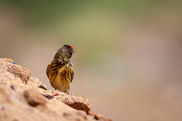 Red fronted Serin. Serinus pusillus. Nature background.