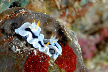 The beautiful colors of nudibranches