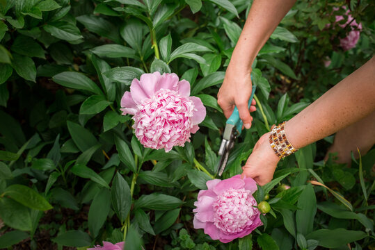 Hands of a woman cutting pink peonies