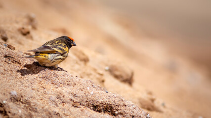 Red fronted Serin. Serinus pusillus. Nature background.